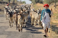 /album/fotogalerij-winnaars-2016/a016-1-pt-kuddekoe-romain-pauwels-jpg/